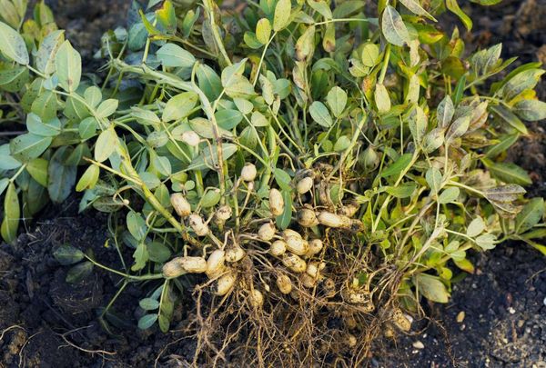 实皆省瑞帽县区已完成雨季期间种植的雨花生近万英亩的采收工作