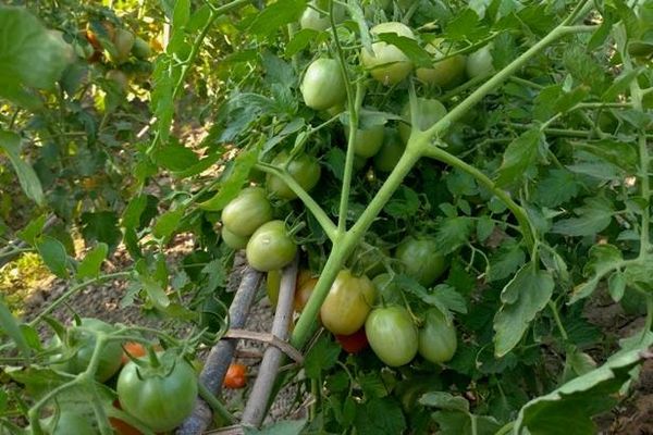 实皆省钦乌县区今年冬作物种季节期间种植了冬蔬菜7千多英亩