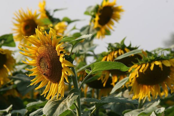 实皆省甘布鲁县区今年冬季已种植了油料作物18.8万多英亩