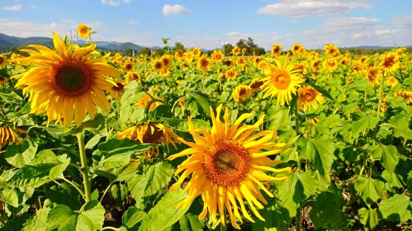 马圭省敏巫(斯固)县区今年冬季种植了向日葵2万多英亩