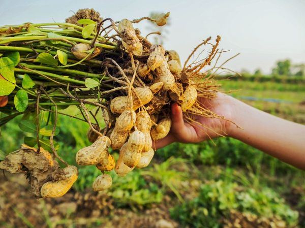 实皆省杰沙专区完成了今年雨季种植的雨花生近6百英亩采收工作