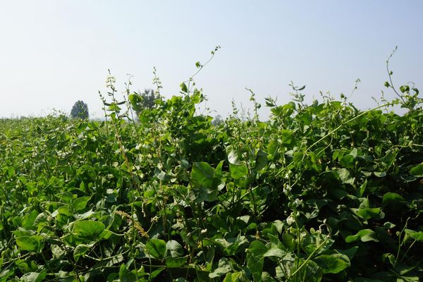 马圭省上敏纳县区今年冬季种植的扁豆在茁壮成长