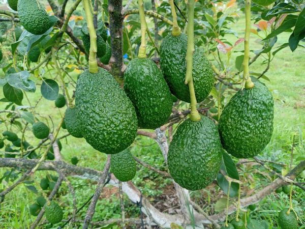 缅甸将为种植牛油果的农民们开设有关培训班