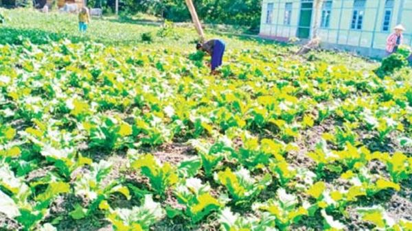 实皆省甘布鲁县区现财年冬季期间已种植各种蔬菜作物7,515英亩