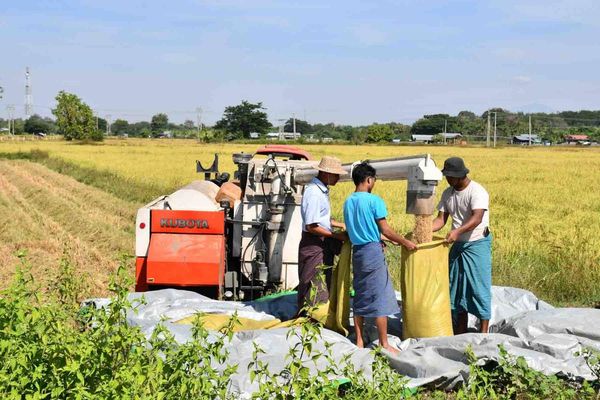 实皆省敏牧县区完成了现财年1千多英亩雨季稻的收割工作