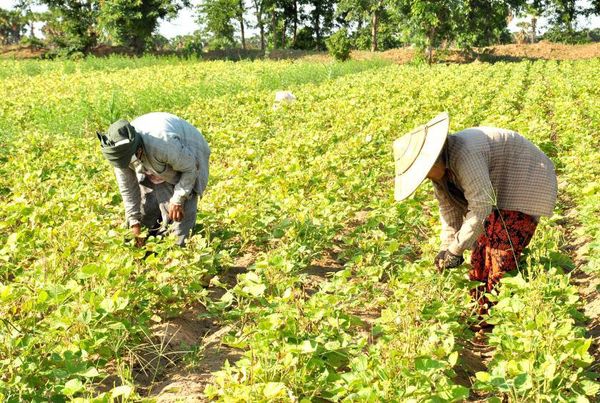 勃固省耶达谢县区作为冬作物种植了各种豆类5万多英亩