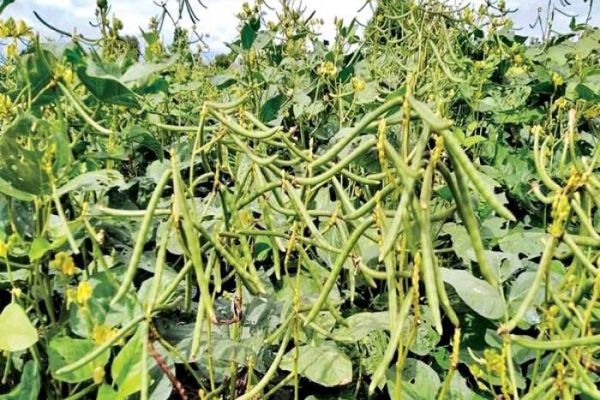 实皆省茂叻专区现财年冬季种植了冬绿豆2千多英亩