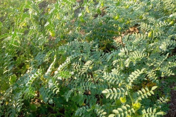 实皆省敏牧县区现财年冬季已种植4千多英亩扁豆作物