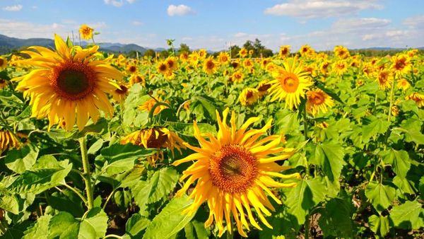 马圭省仁安羌县区现财年冬季种植的3千多英亩向日葵茁壮成长