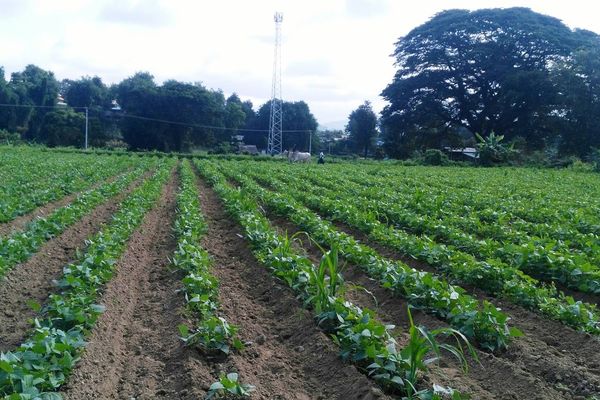 实皆省敏牧县区现财年冬季已种植1千多英亩黄油豆作物