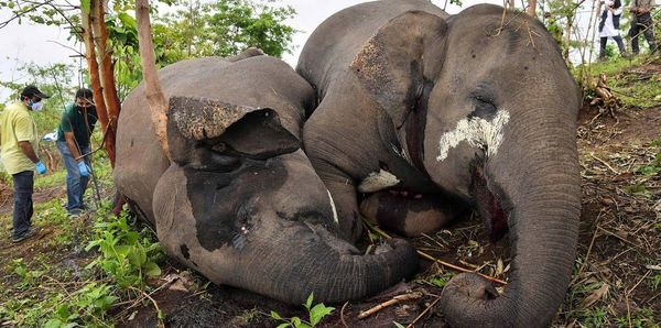 斯里兰卡国家发生火车撞击野象事件导致6头野象死亡