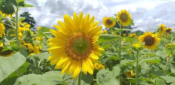 实皆省迪姜县区现财年冬季种植了油料作物向日葵1.5万多英亩
