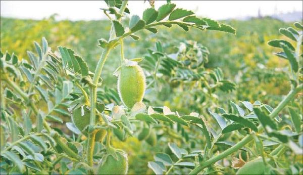 马圭省额别县区现财年冬季种植的鹰嘴豆已有1,549英亩完成采收