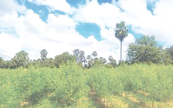 勃固省榜地县区在冬季期间已种植瑙豆4万多英亩