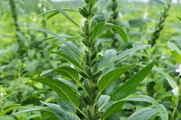 马圭省本漂县区完成今年夏芝麻作物近3万英亩种植工作