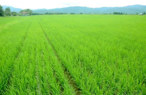 实皆省明景县区现财年种植的夏季稻有3,572万英亩完成收割工作