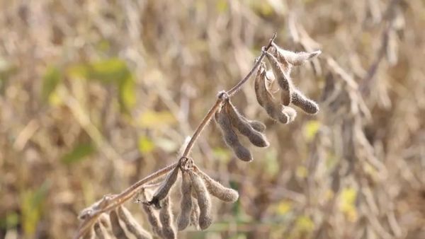 实皆省钦乌县区完成雨季期间种植的木豆作物2万多英亩采收工作