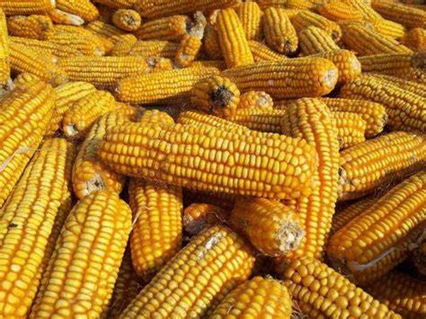 实皆省布达林县区冬季期间种植的玉米玉蜀黍已全部完成采收工作