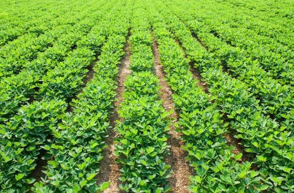 实皆省霍马林县区冬季期间种植了冬花生9千多英亩