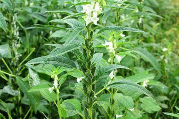 实皆省果林专区冬季期间种植的冬芝麻2.8万多英亩已完成采收