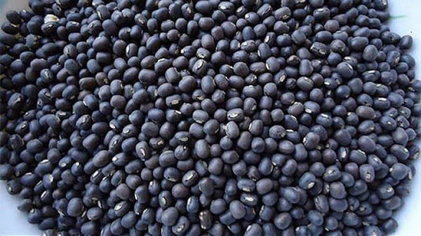 缅甸国内黑麦豆作物的种植情况