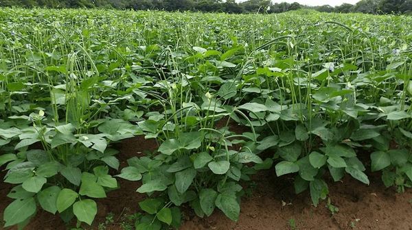 马圭省本漂县区冬季期间种植的豇豆已全部完成采收工作