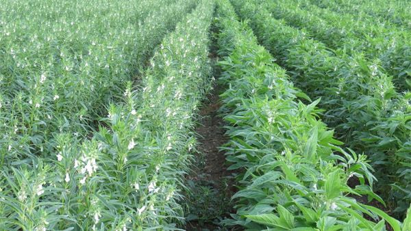 马圭省本漂县区现夏作物种植季节已种植5.7万多英亩夏芝麻