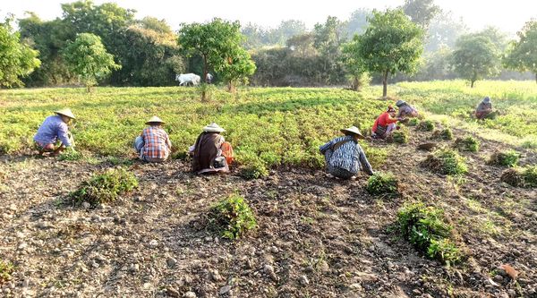 实皆省杰沙县已完成冬季期间种植的6千多英亩冬花生的采收工作