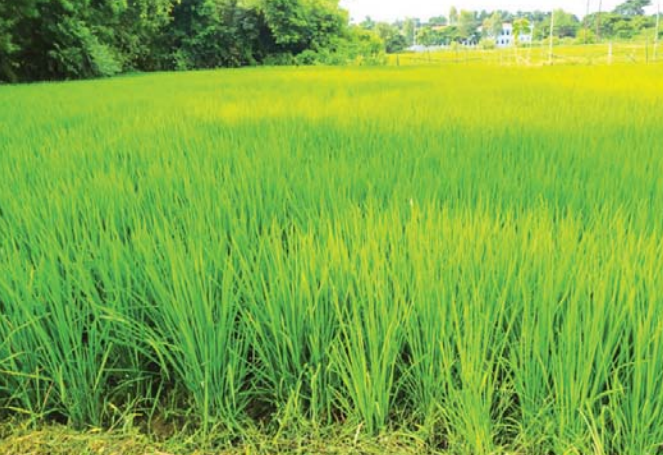实皆省甘布鲁专区今年夏季期间种植的夏季稻超过规划面积