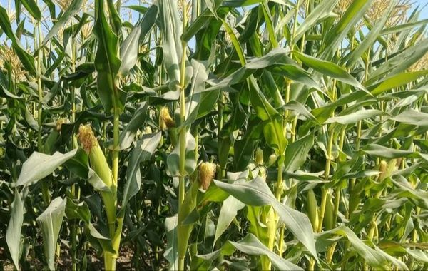 伊洛瓦底省马乌宾县区冬季期间种植的玉蜀黍已全部完成采收工作