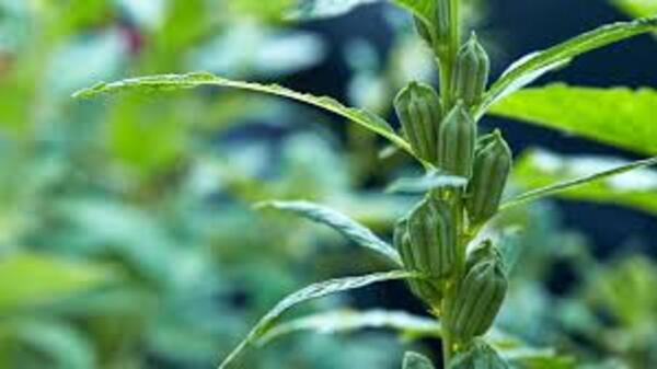 实皆省遵纳县区冬季期间种植的冬芝麻1万多英亩已完成采收工作