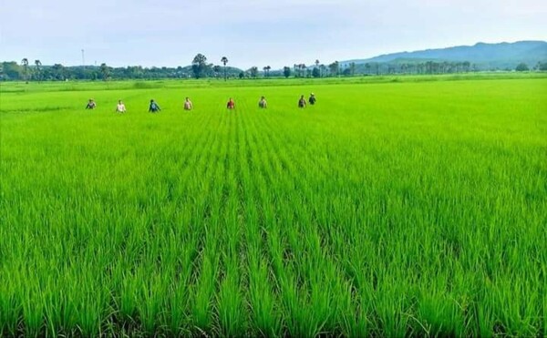 伊洛瓦底省渺弥亚县区已完成12万多英亩夏季稻种植工作