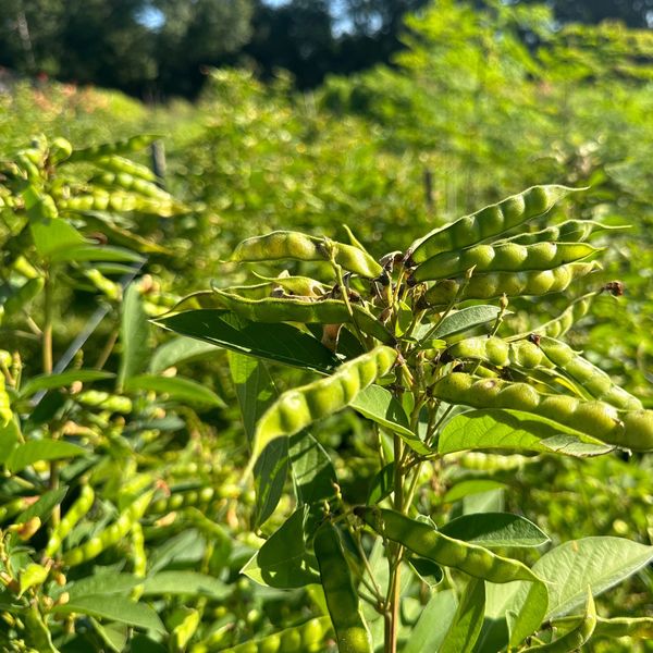 实皆省茂叻专区冬季期间种植的大豆7千多英亩已完成采收工作