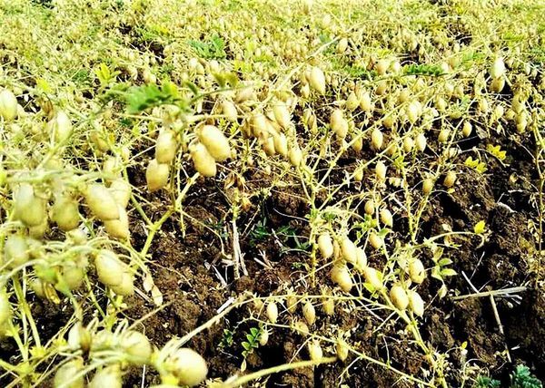 实皆省瑞帽县区冬季期间种植的鹰嘴豆4千多英亩已完成采收工作