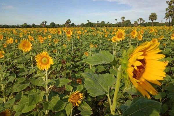 实皆省甘布鲁县区冬季种植的近3千英亩向日葵已完成采收工作