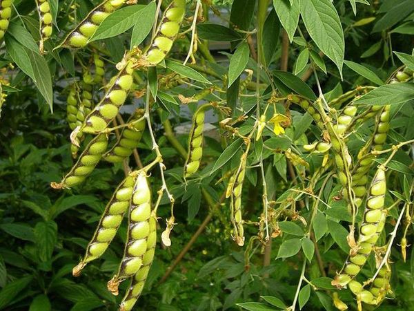 实皆省甘布鲁县区雨季期间种植的木豆已全部完成采收工作