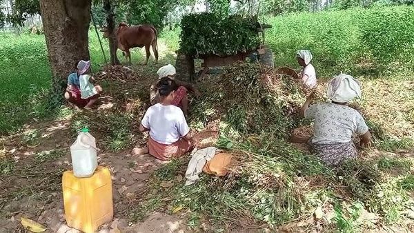 伊洛瓦底省马乌宾县区冬季期间种植的冬花生已全部完成采收工作