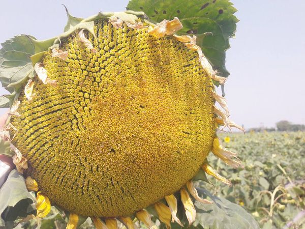 实皆省茵马宾专区冬季种植的向日葵8.3万多英亩已完成采收工作