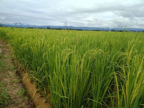 实皆省实皆县区现夏作物种植季节期间种植了夏季稻3千多英亩