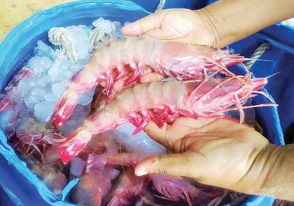 缅甸海域所产虎虾及丹老群岛饲养的巴拿米白虾畅销国外市场