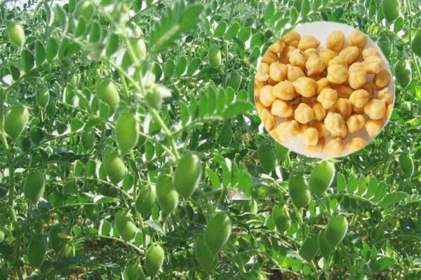 实皆省杰沙县完成冬季期间种植的3千多英亩鹰嘴豆的采收工作
