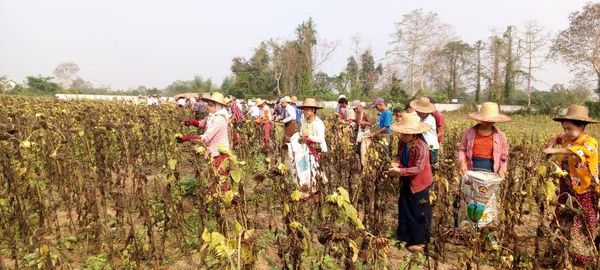 实皆省实皆县区冬季节期间种植的向日葵作物已全部完成采收工作