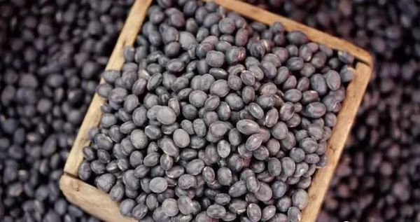 实皆省淡色县区冬季期间种植的黑麦豆已全部完成采收工作