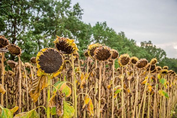 伊洛瓦底省渺弥亚专区冬季种植的向日葵作物已全部完成采收工作