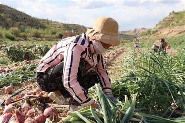 实皆省敏牧县区冬季期间种植的1千多英亩洋葱已完成采收工作