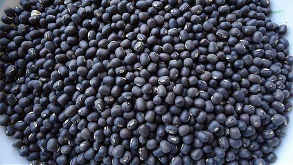 实皆省格礼瓦县区冬季种植的近2千英亩黑麦豆已完成采收工作