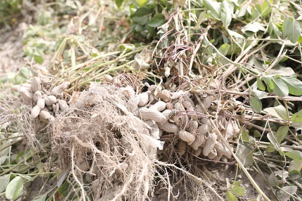 实皆省淡色县区冬季种植的3万多英亩花生已全部完成采收工作