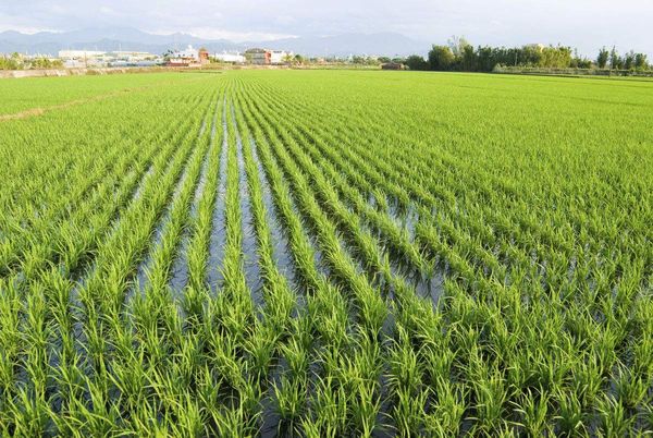 实皆省敏牧县区现夏季期间种植了夏季稻1,500多英亩