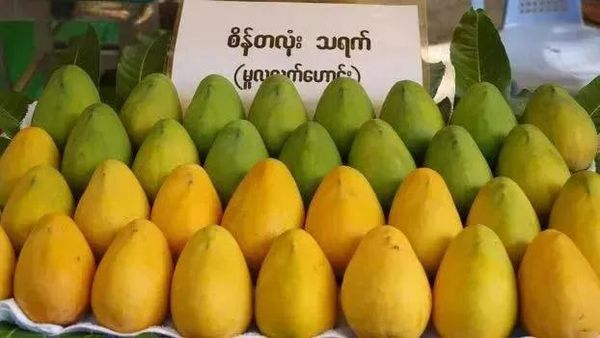 曼德勒省各县区出产的圣德龙品种芒果畅销曼德勒市场