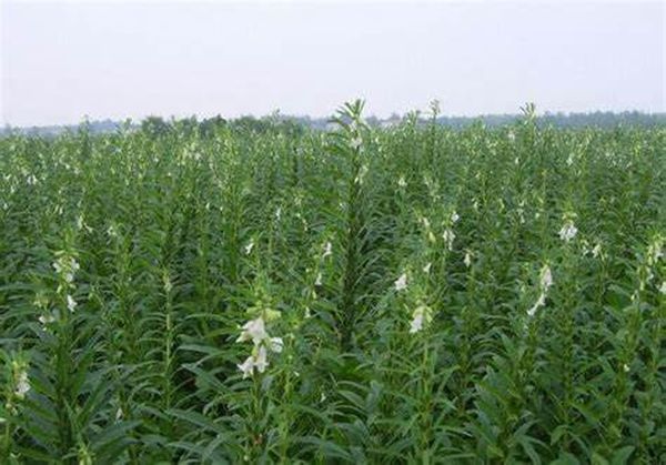 实皆省瑞帽专区目前完成夏芝麻2.8万多英亩的种植工作